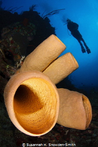 Diver & Sponge by Susannah H. Snowden-Smith 